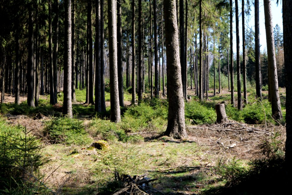 Taunus forest in Ober Rosbach 2021-04-02 06