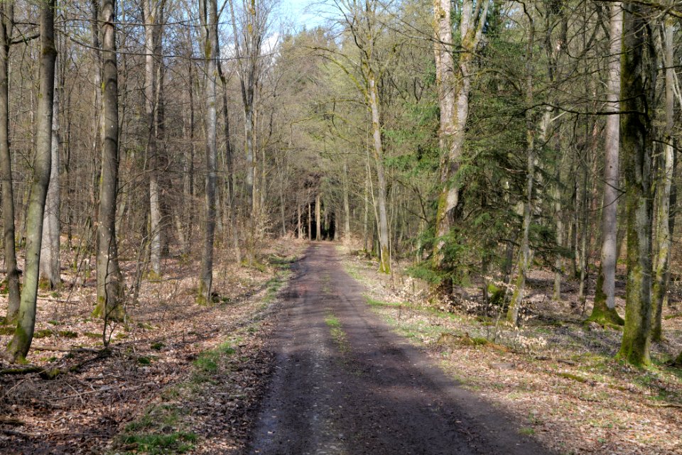 Taunus forest Oberstedten 2021-04-06 38