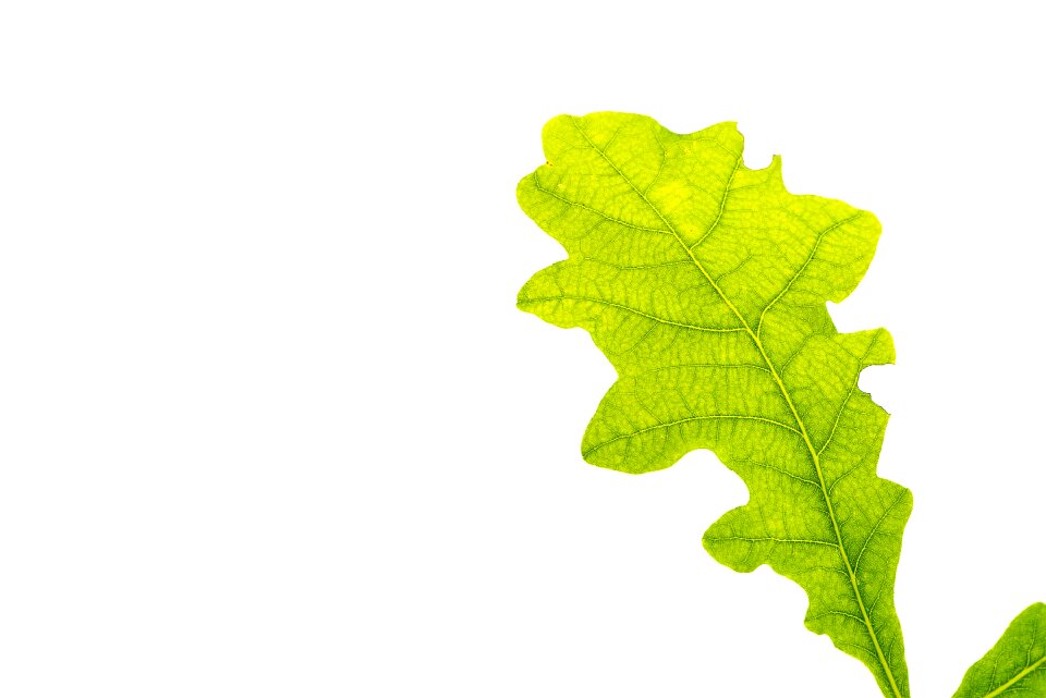 Leaf structure tree leaf leaf veins