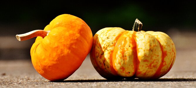 Autumn decoration colorful