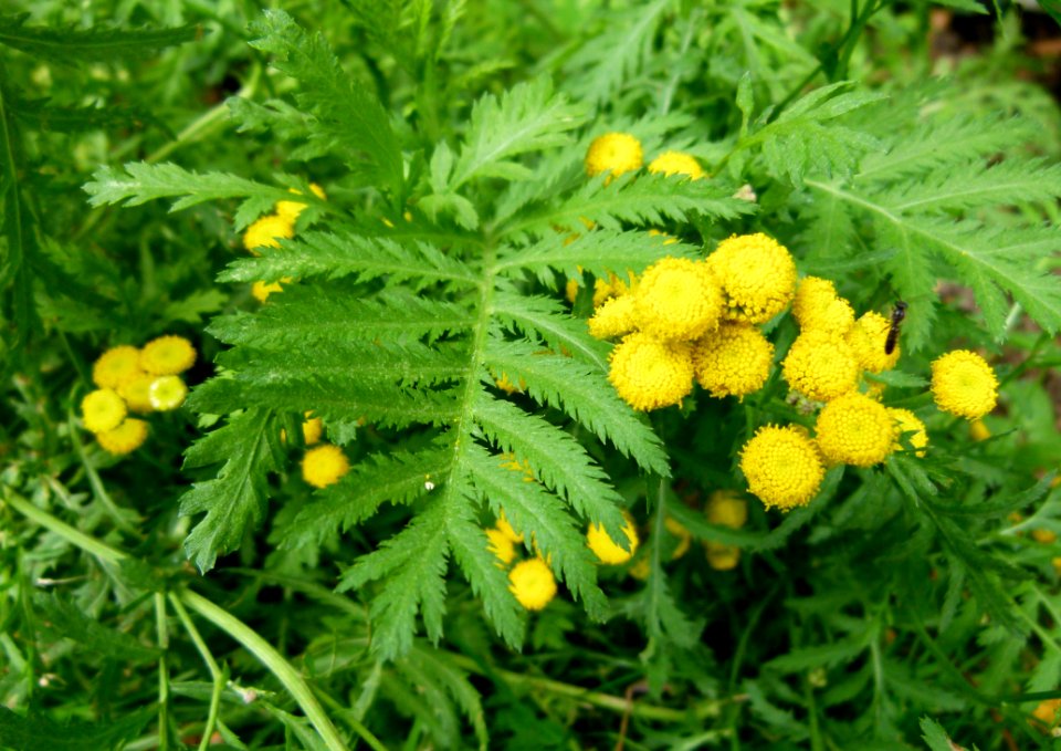 Tanacetum vulgare 2