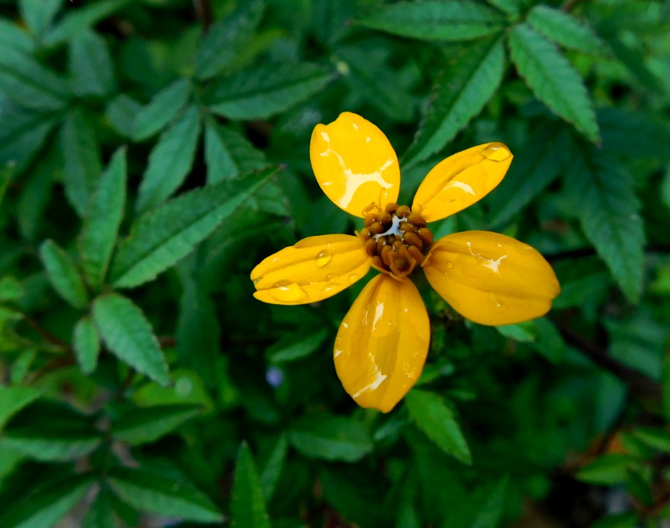 Tagetes nelsonii