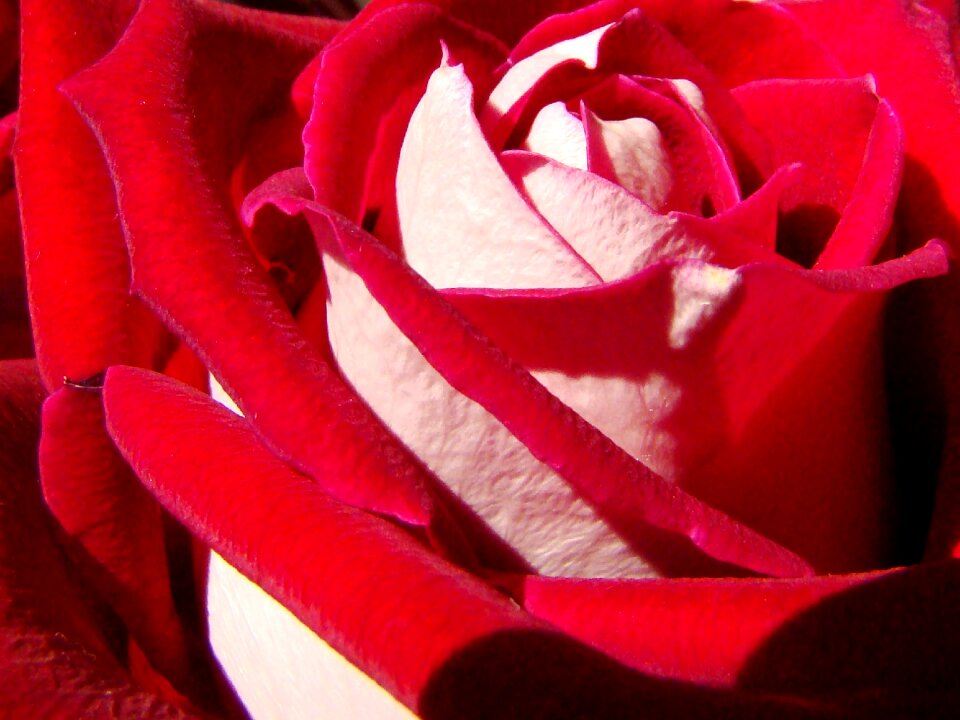 Nature white florist