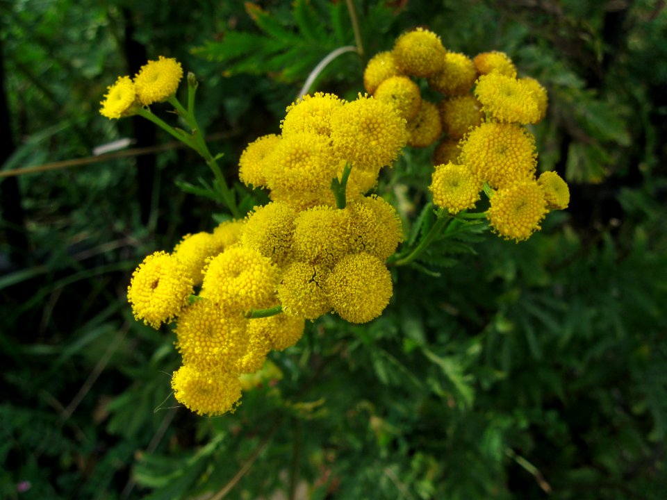 Tanacetum vulgare, 2020-10-04, Beechview, 01