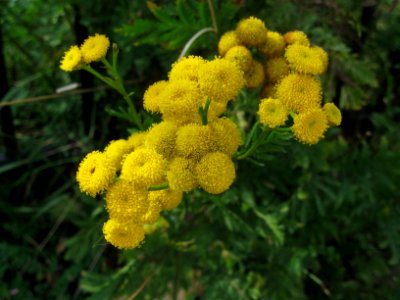 Tanacetum vulgare, 2020-10-04, Beechview, 01