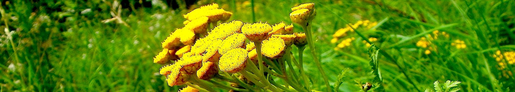 Tanacetum vulgare. Reader