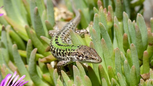 Reptile creature green