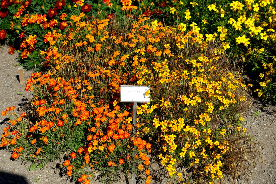 Tagetes tenuifolia - Bergianska trädgården - Stockholm, Sweden - DSC00159