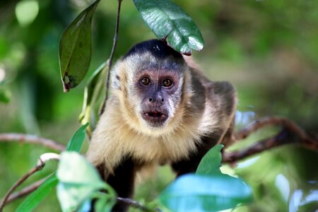 Habitat natural primate