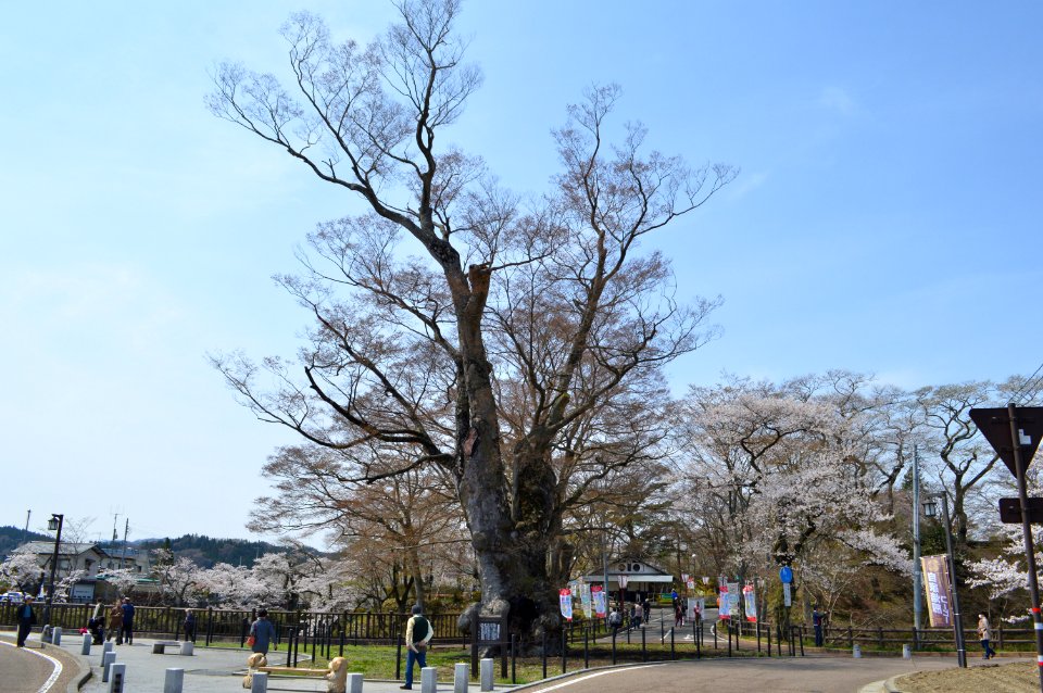 Tanakura Castle keyaki