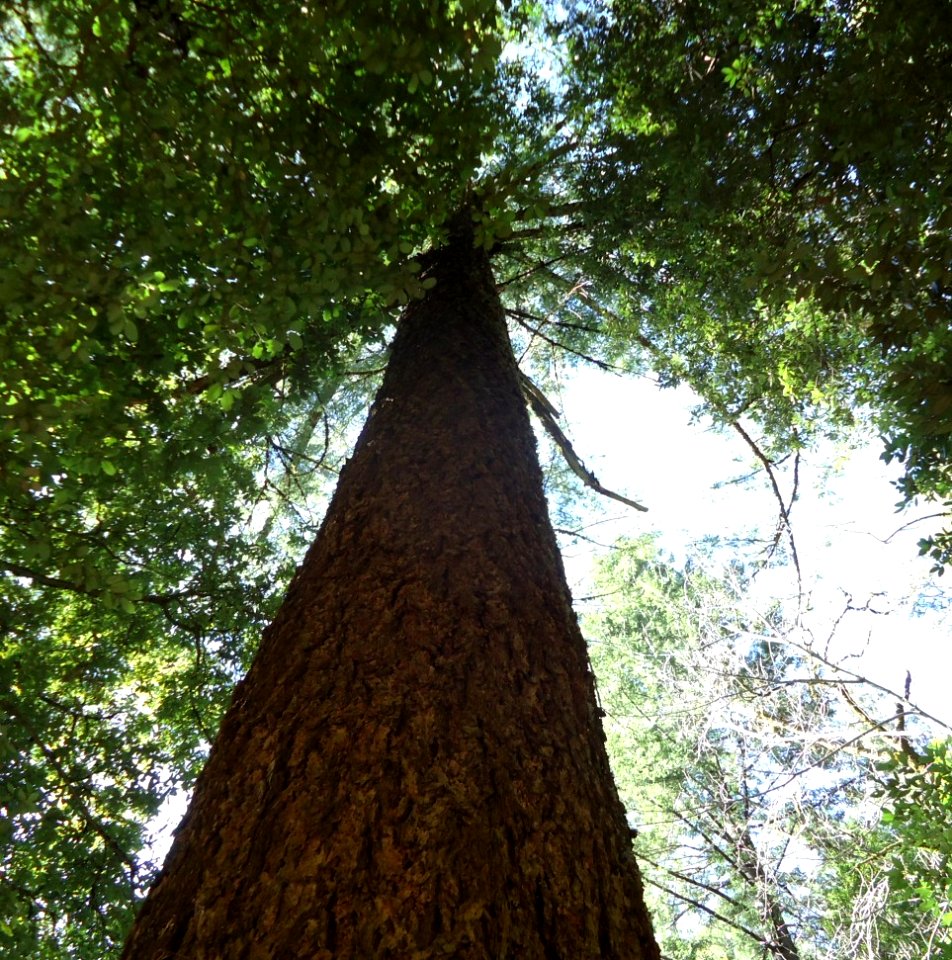 Tall tree in California