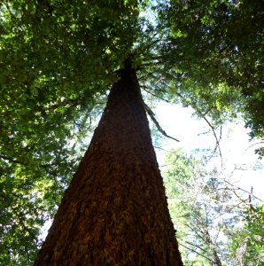 Tall tree in California