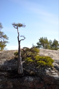 Tall - Äspskär, Stendörren