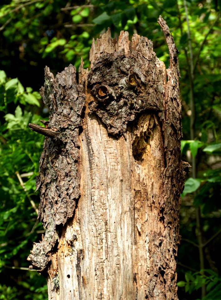 Tall tree stump in Govik