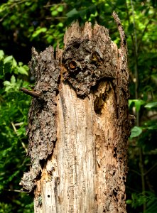 Tall tree stump in Govik