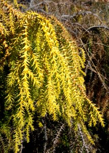 Taiwania cryptomerioides - Quarryhill Botanical Garden - DSC03494