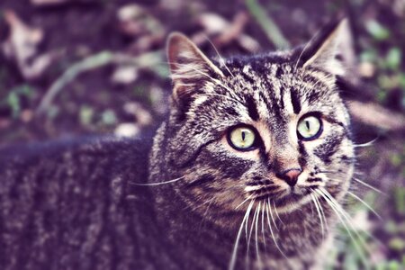 Animal domestic cat is watching photo