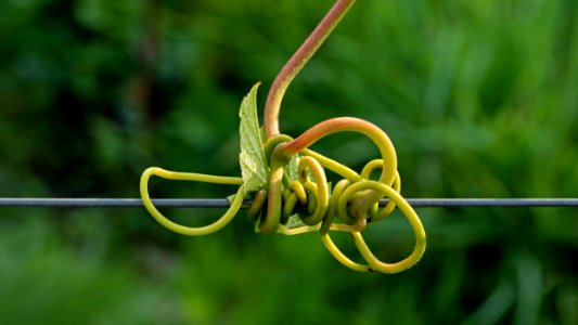 Tendril of Solaris grapes growing in Chateaux Luna vineyard