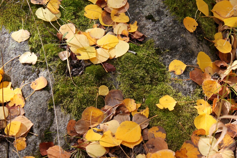 Fall foliage outdoors