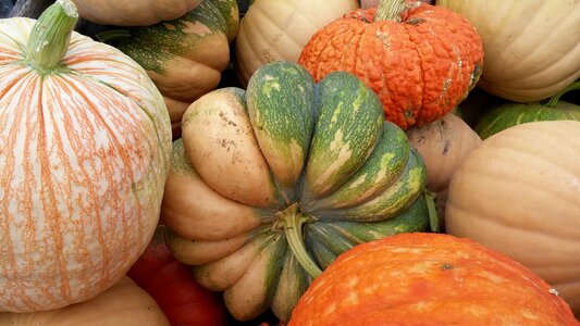 Fall autumn harvest