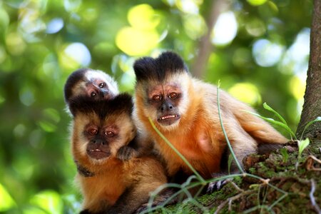Primates natural habitat