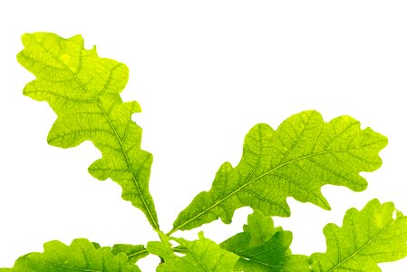 Leaf structure tree leaf leaf veins