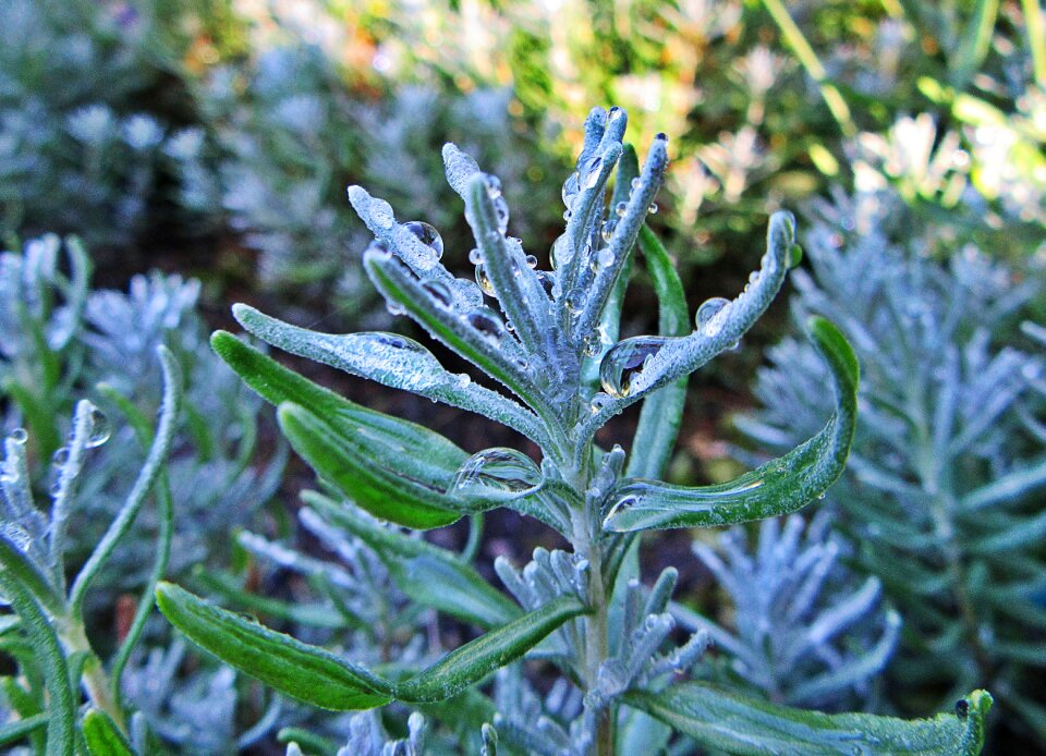 Lavender raindrop bloom
