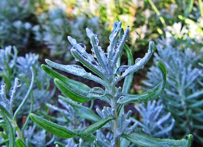 Lavender raindrop bloom
