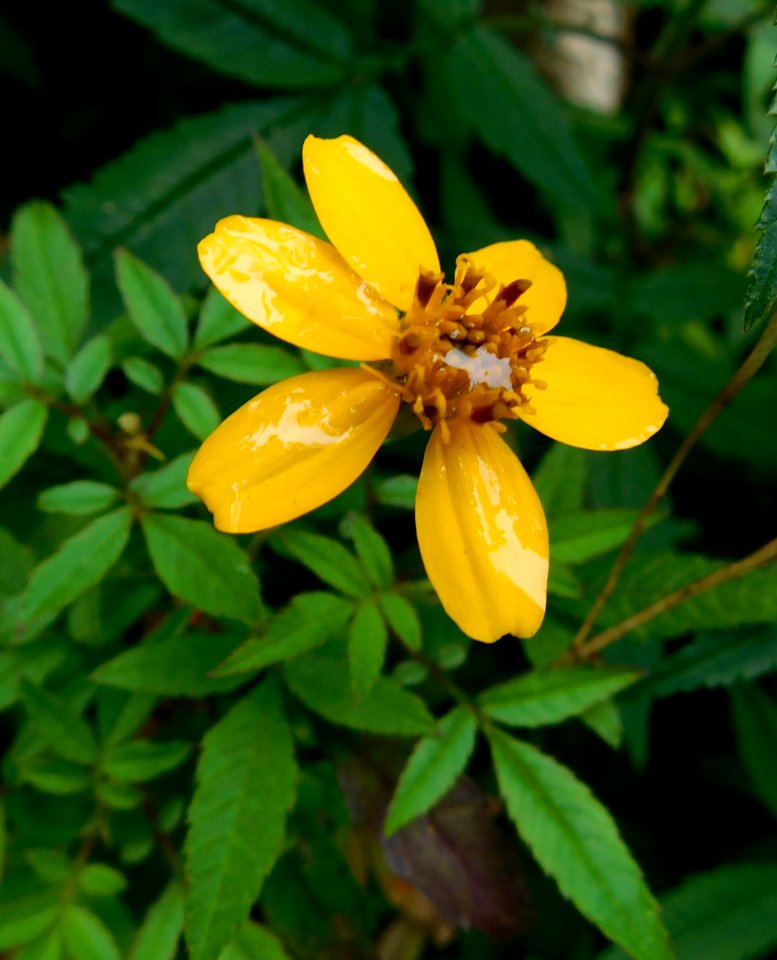 Tagetes nelsonii 2