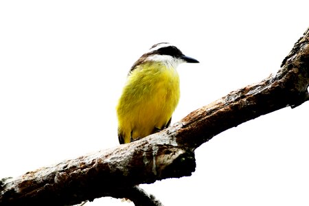 Well-you-saw brazilian fauna tropical bird photo