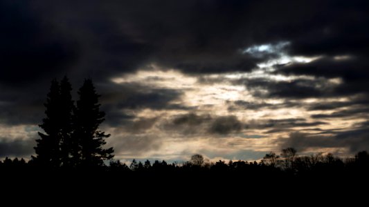 Tall spruces against a cloudy sky