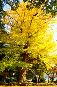Tamba-kokubunji icho-4