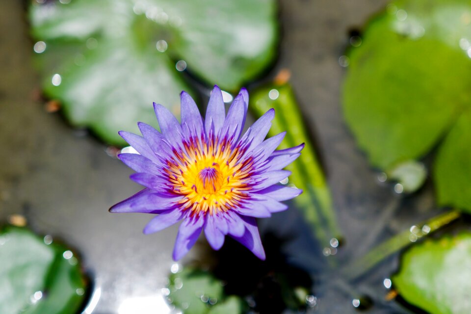 Fresh water natural