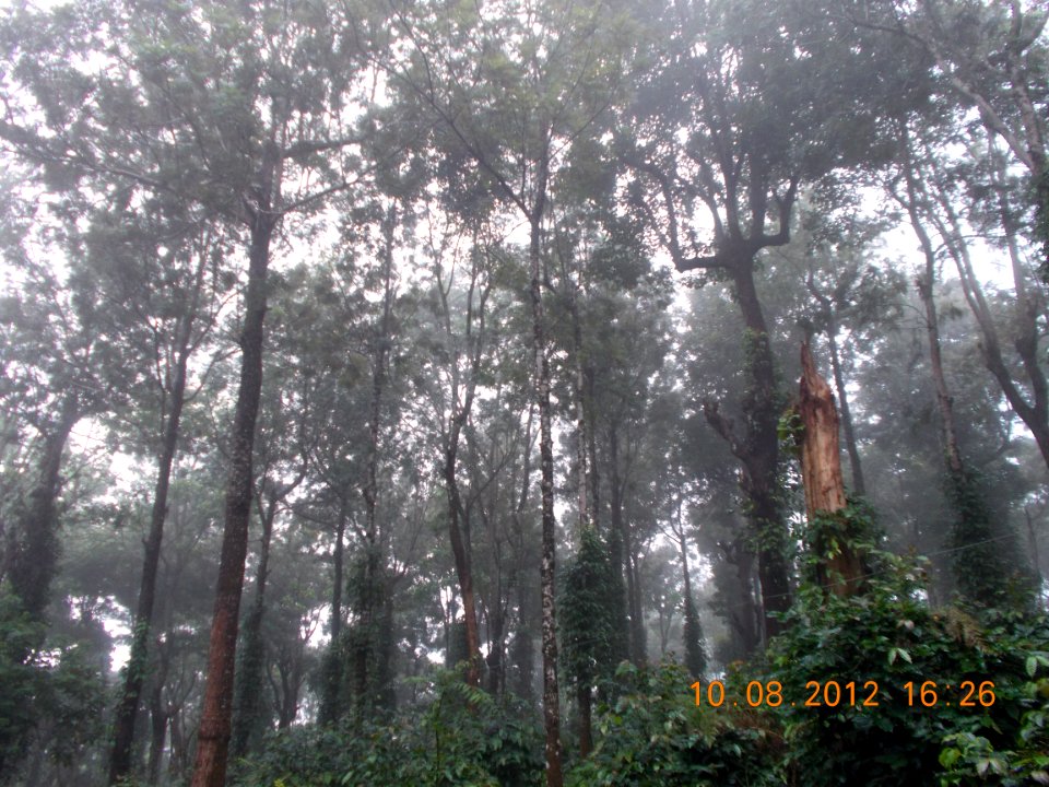 Tall trees on the way to Seethargundu Viewpoint