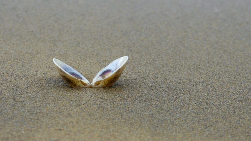 Sea seashell stranded photo