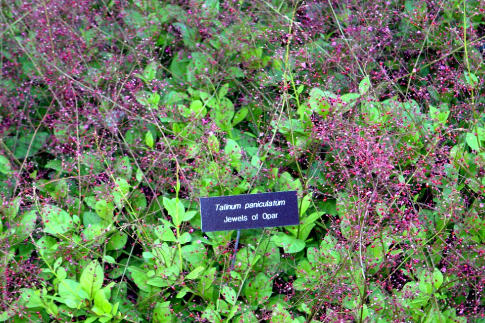 Talinum paniculatum