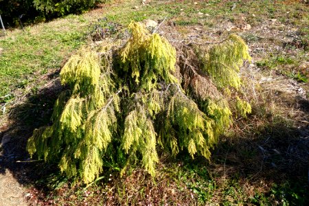Taiwania cryptomerioides - Quarryhill Botanical Garden - DSC03493