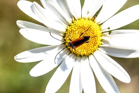 Black-tailed narrow-bock longhorn beetle cerambycidae photo