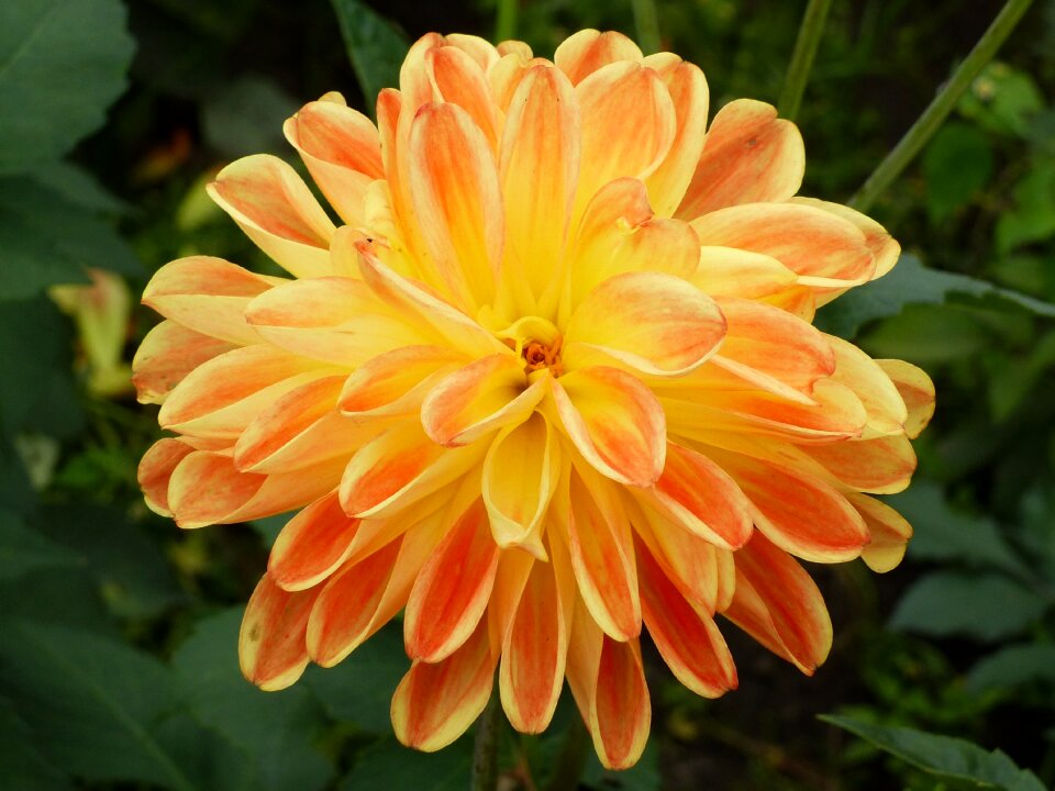 Flower colors garden