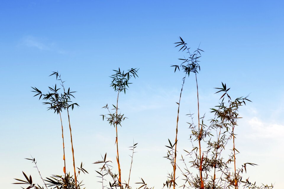 Nature tropical leaves