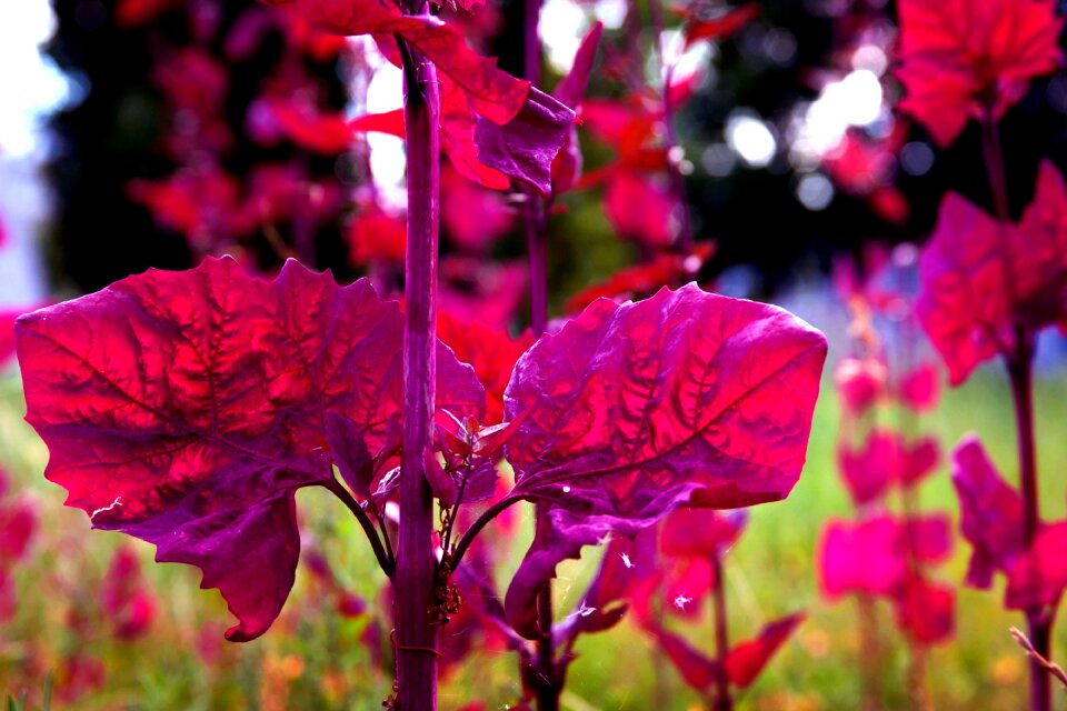 Plant nature pink