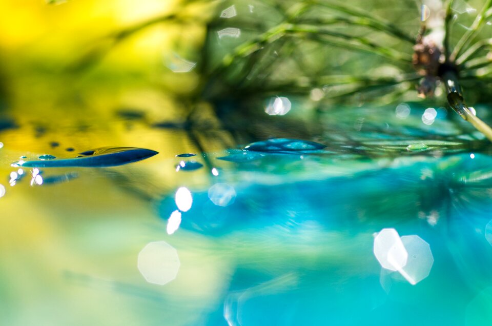 Mirroring bokeh plant