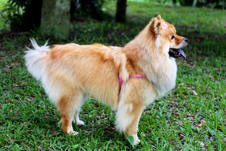 Ride profile chow-chow