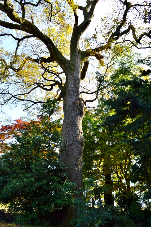 Tamba-kokubunji mukunoki-2