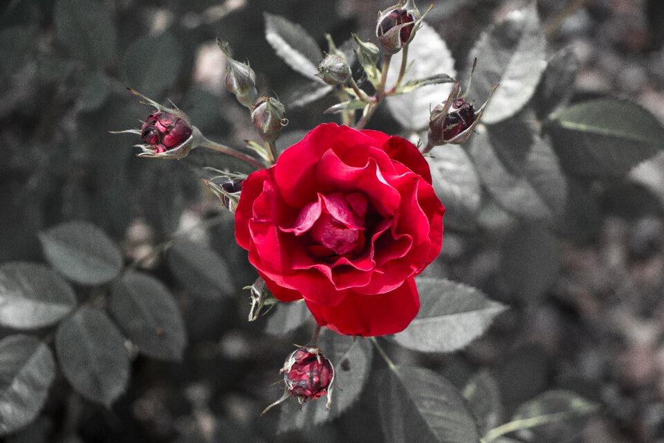 Bud flower red roses