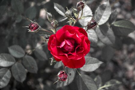 Bud flower red roses photo