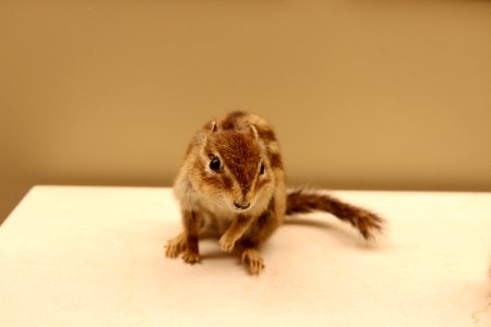 Tamiops rodolphei cambodian striped squirrel