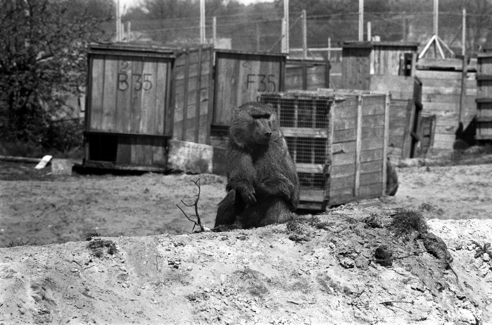 Tachtigtal bavianen van safaripark bij Hilvarenbeek worden weggebracht naar Span, Bestanddeelnr 926-4121