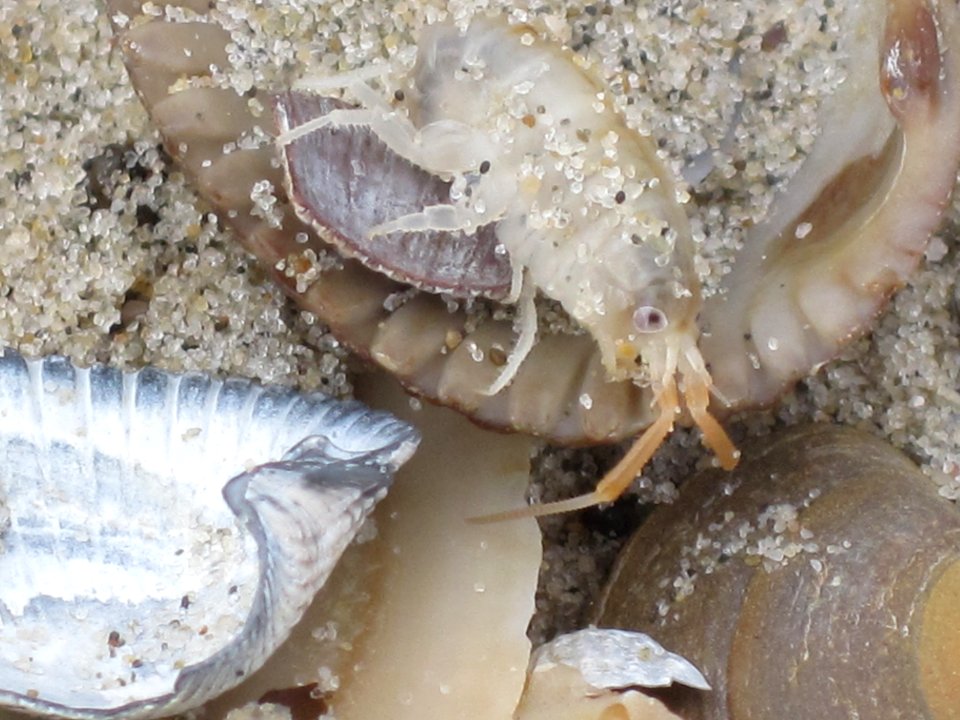 Talitrus saltator (sand hopper), Westenschouwen, the Netherlands