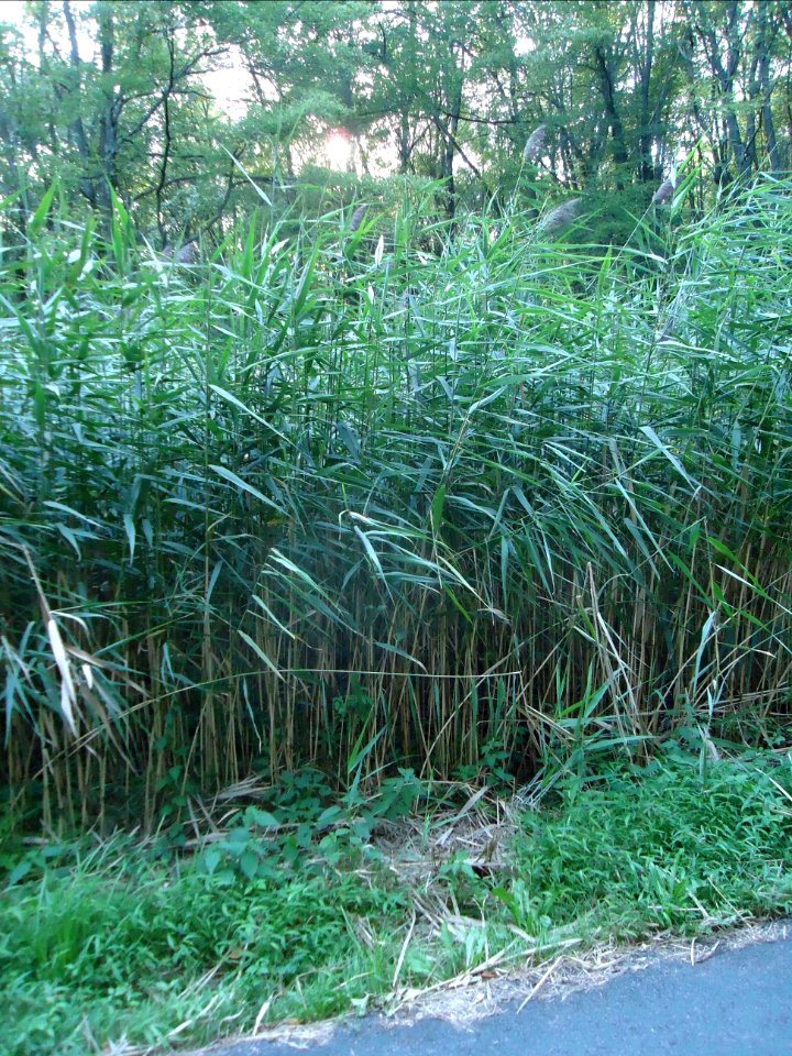 Tall grasses ten feet high at Loantaka Brook Reservation in NJ